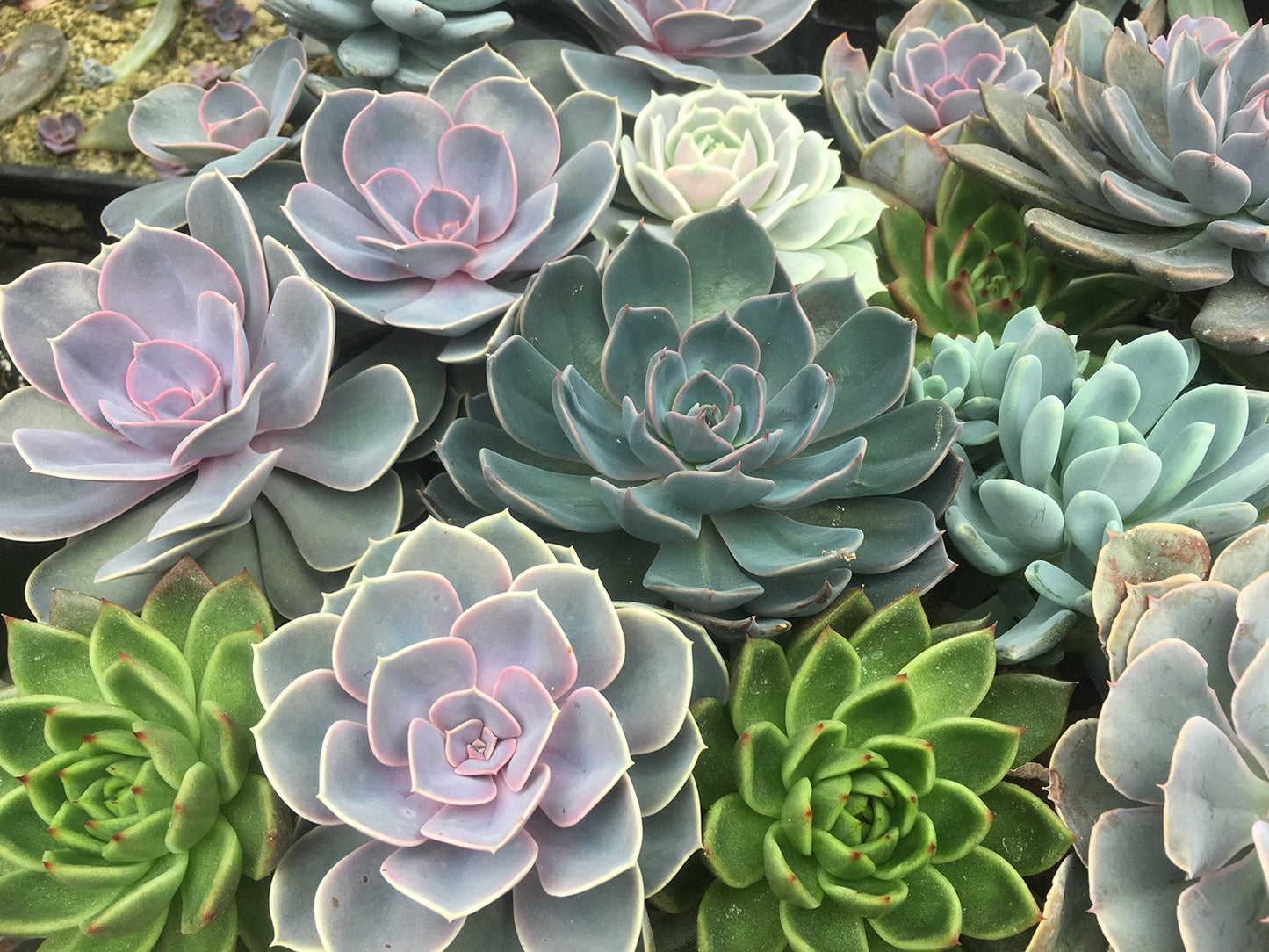Set of 5 Assorted Succulent