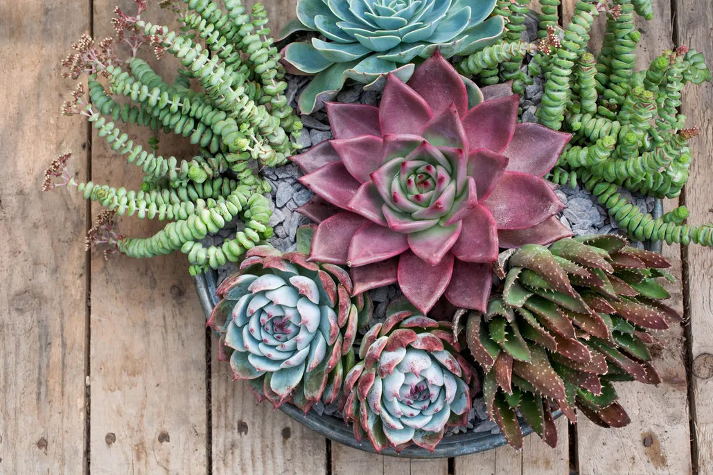 Set of 5 Assorted Succulent