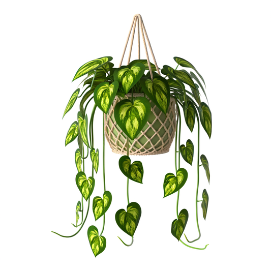 Pothos
