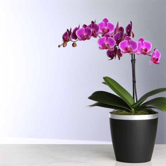 Orchid