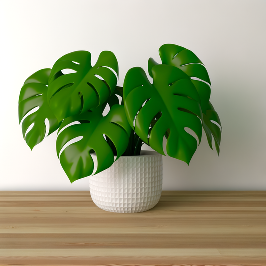 Monstera