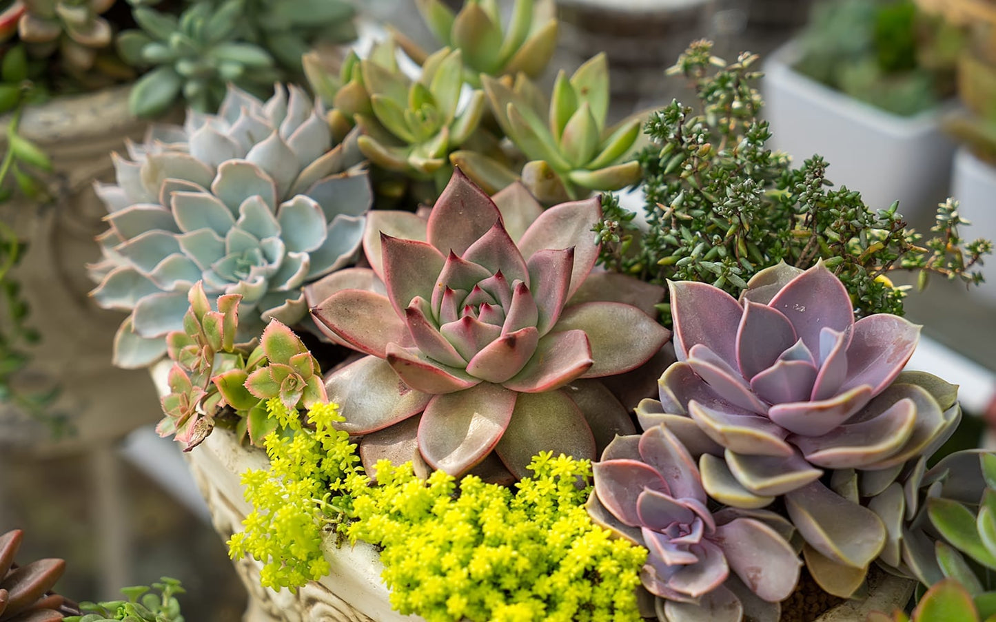 Set of 5 Assorted Succulent